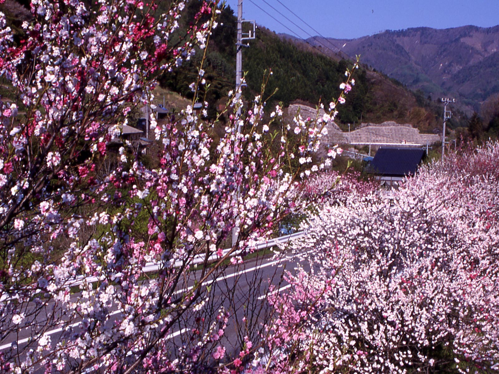 春の景色が美しい花桃街道
